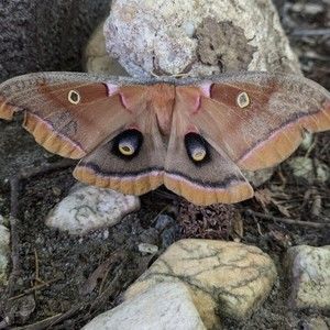 Meet your Posher, Rielle